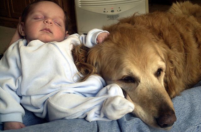 Σκυλάκι προστατεύει μωρό από… ηλεκτρική σκούπα