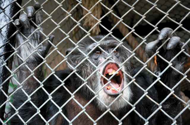 Δικαστικό «όχι» στην αναγνώριση ανθρώπινων δικαιωμάτων σε χιμπατζή