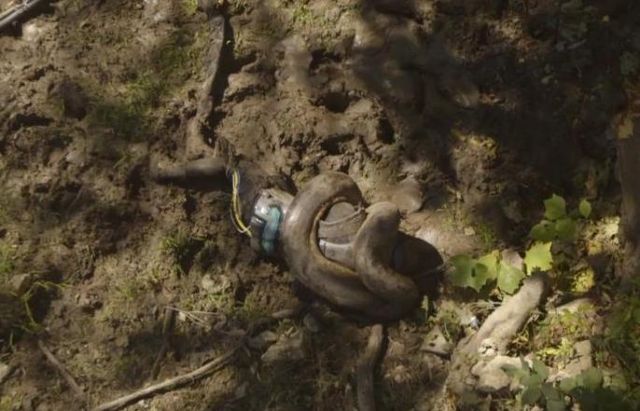 Μεγάλη μπουκιά φάε, μεγάλο λόγο…: Δεν κατάπιε τελικά το ανακόντα τον φυσιοδίφη