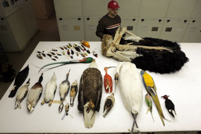 Γενετικά δεδομένα αλλάζουν το εξελικτικό δέντρο των πτηνών