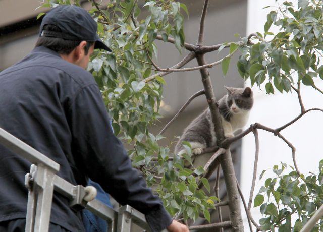 Γάτος σε δέντρο της οδού Σταδίου σώθηκε από την Πυροσβεστική