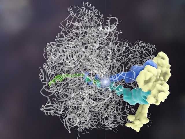 Πρωτεΐνη βρέθηκε να αψηφά δόγμα της Βιολογίας