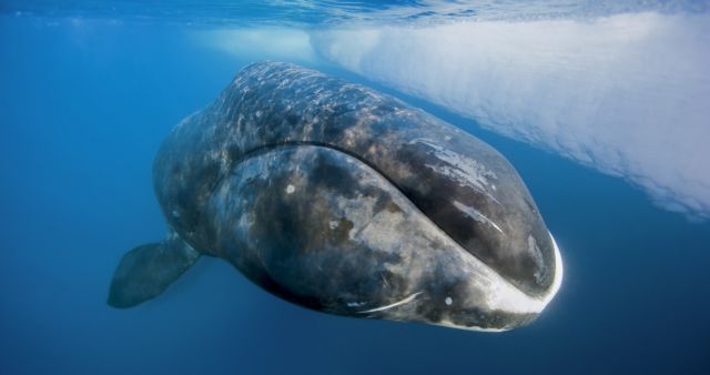 Φάλαινα 200 ετών αποκαλύπτει μυστικά μακροζωίας