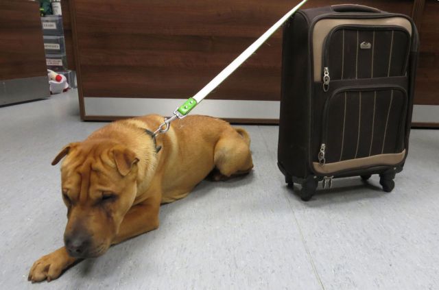 Εγκατέλειψαν σκύλο σε σιδηροδρομικό σταθμό με τα υπάρχοντά του σε βαλίτσα