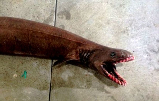 Αυστραλία: Ψάρεψαν προϊστορικό καρχαρία με 300 δόντια