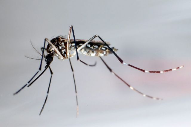 «Μεταλλαγμένα» κουνούπια περιμένουν να απελευθερωθούν στη Φλόριντα