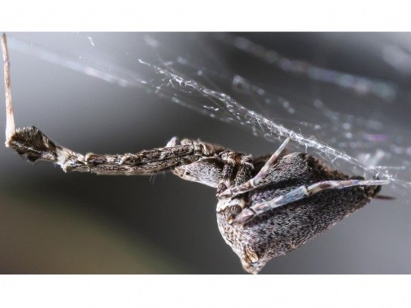 Η αράχνη που υφαίνει ηλεκτροστατικό ιστό