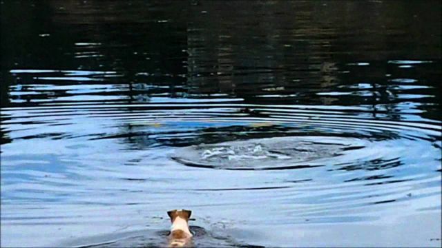Τες, η σκυλίτσα που αγαπά τα σκάφη αλλά καταλήγει μέσα στη λίμνη