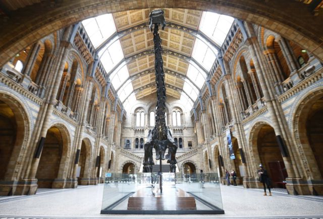 Γαλάζια φάλαινα «εκδιώκει» δεινόσαυρο από το Μουσείο Φυσικής Ιστορίας