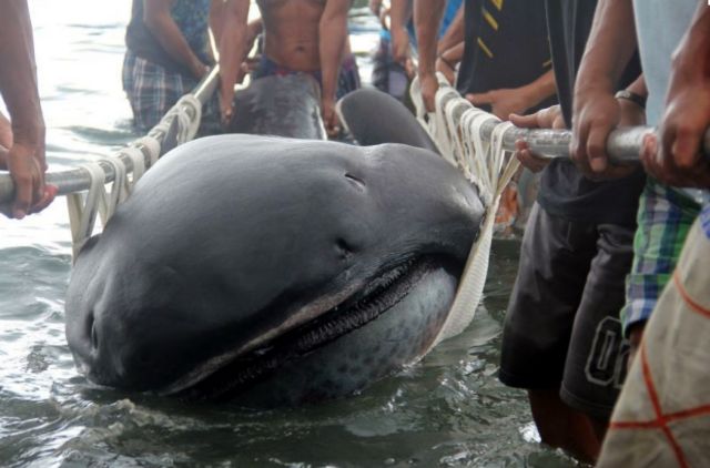 Σπάνιος μεγαλόστομος καρχαρίας είναι σαν ηλεκτρική σκούπα της θάλασσας