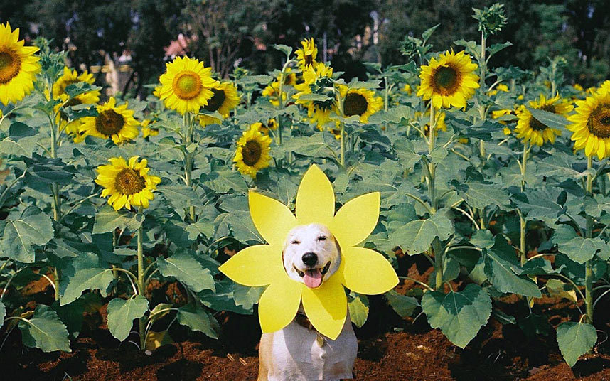 Γκλούτα, η πιο ευτυχισμένη σκυλίτσα του κόσμου σε αστείες πόζες