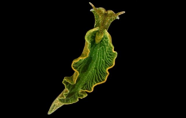 Θαλάσσιος γυμνοσάλιαγκας κλέβει γονίδια από την τροφή του