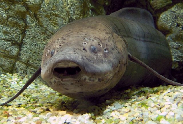 Πώς άκουγαν τα ζώα πριν εφευρεθούν τα αφτιά