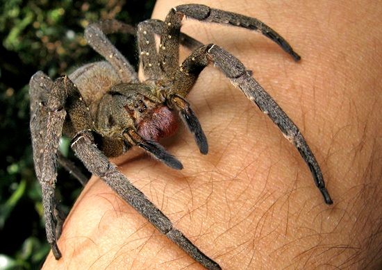 Δηλητήριο αράχνης «ίσως γίνει το επόμενο Viagra»