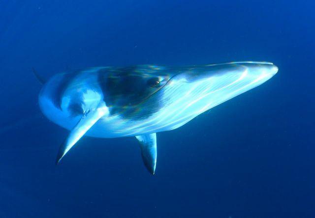 Βοηθήστε στον εντοπισμό της «πιο μοναχικής φάλαινας του κόσμου»
