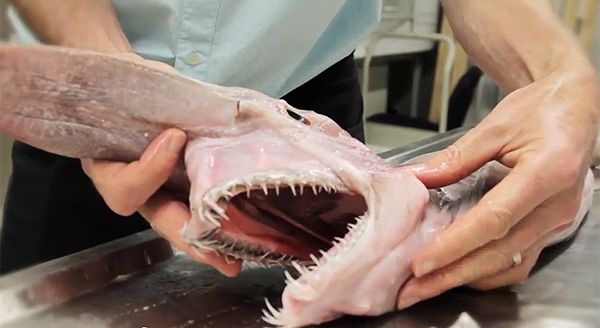 «Προϊστορικός» καρχαρίας της αβύσσου παραδίδεται σε μουσείο