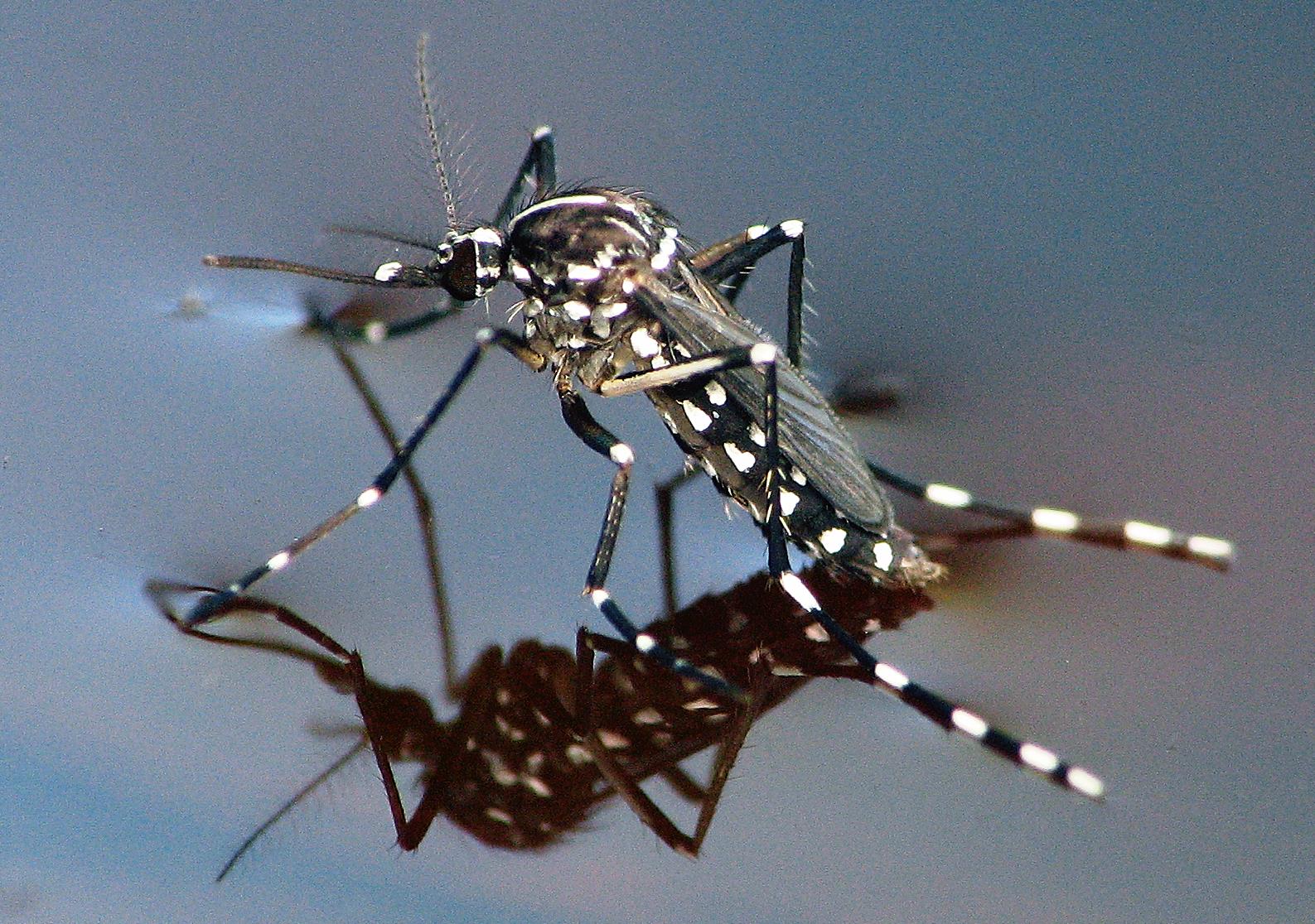 Πώς τα κουνούπια περπατούν στο νερό