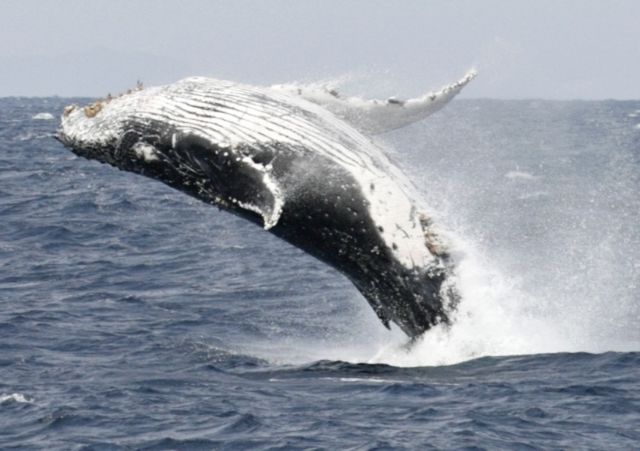 Τουρίστρια σκοτώθηκε όταν φάλαινα έπεσε πάνω στο σκάφος της