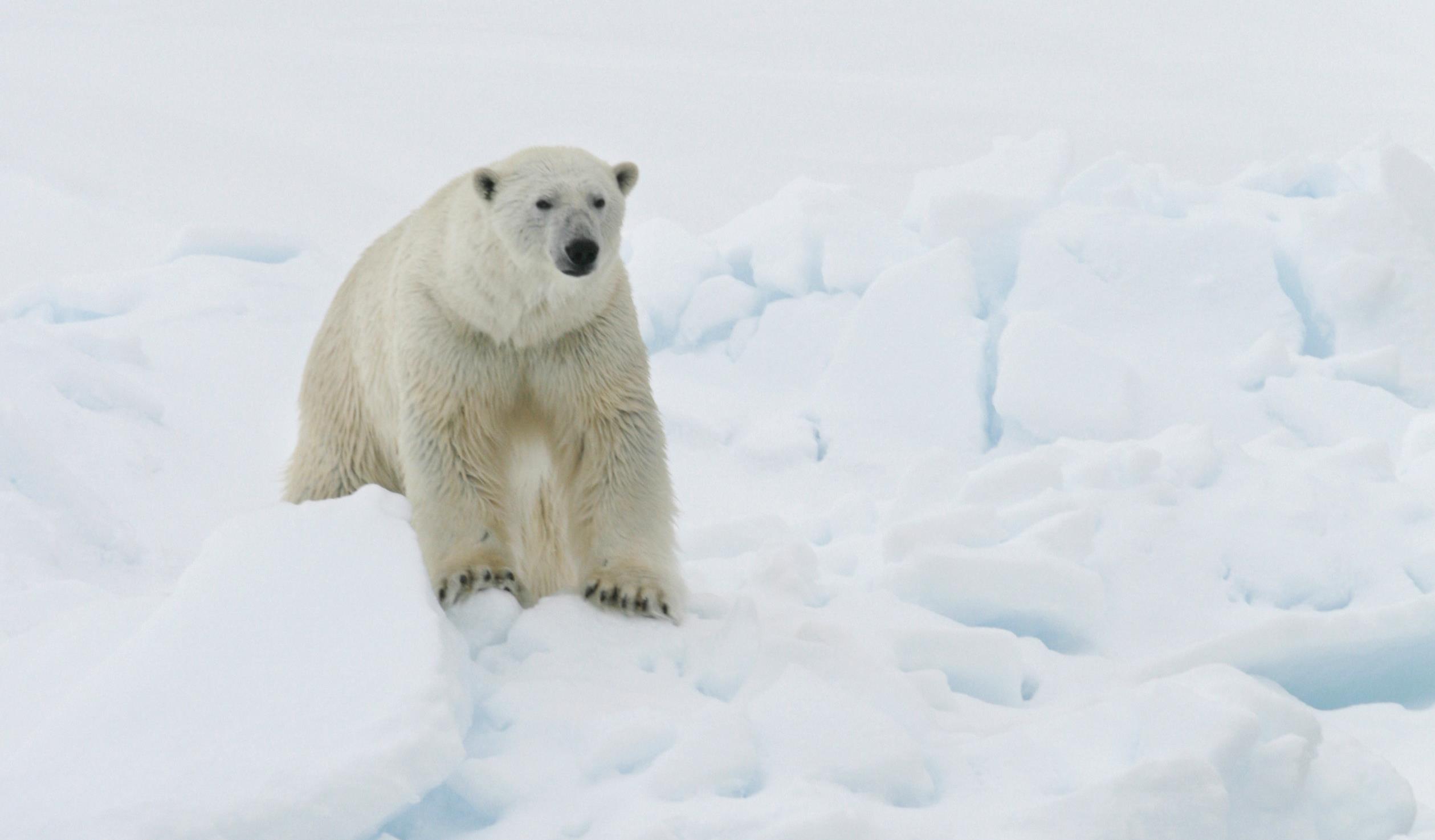 Μην έρθετε, έχουμε κρύο και αρκούδες: Χωριό διώχνει τουρίστες για την έκλειψη