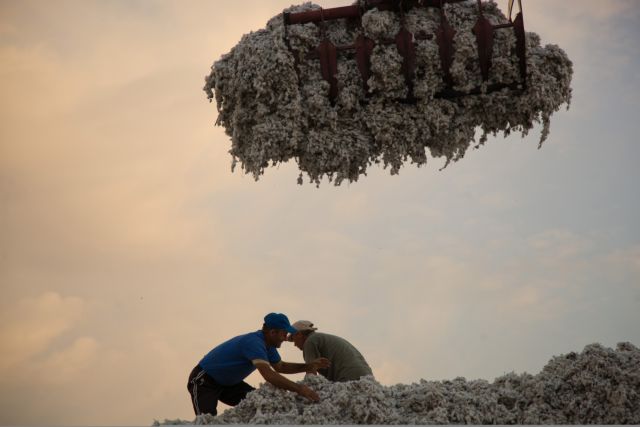 Κυβέρνηση: Τάχιστα θα εισπράξουν οι βαμβακοπαραγωγοί τις ενισχύσεις