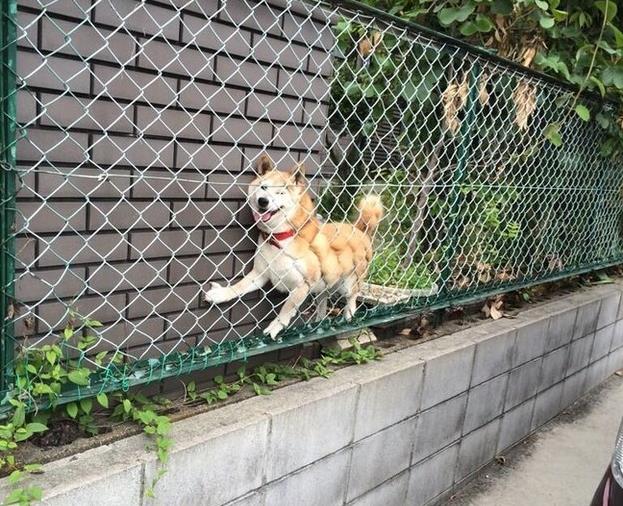 Αυτά τα γλυκύτατα σκυλάκια μάλλον…μετάνιωσαν για τις επιλογές τους