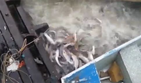 Βίντεο: Το νερό βράζει από πεινασμένα πιράνχα