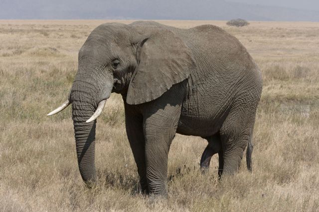 O χρόνος τελειώνει για τον αφρικανικό ελέφαντα