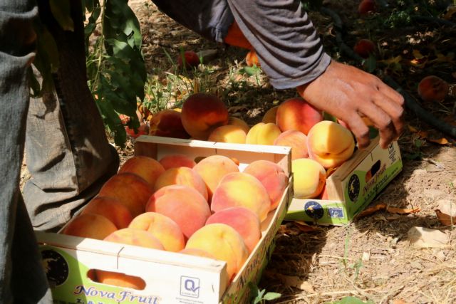 Προς άρση (;) του ρωσικού εμπάργκο, ξεκινούν έλεγχοι σε αγροτικές μονάδες