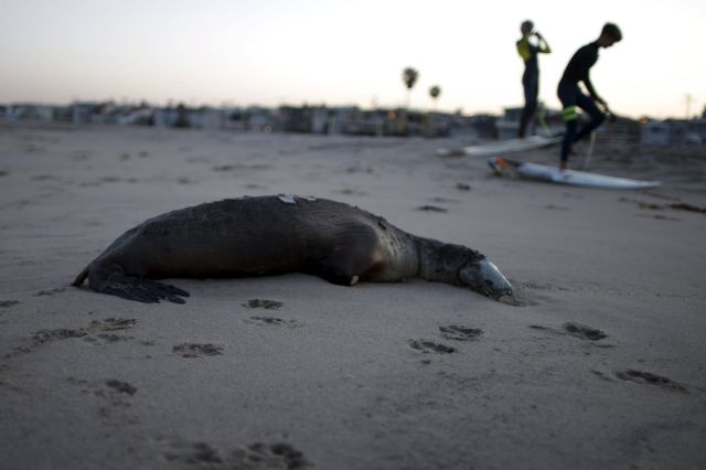 Χιλιάδες νεογνά θαλάσσια λιοντάρια εξώκειλαν και λιμοκτονούν στις ακτές της Καλιφόρνιας