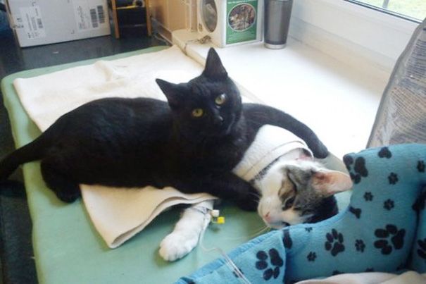 Η μαύρη γάτα που ξεγέλασε τον Χάρο και έγινε νοσοκόμα…