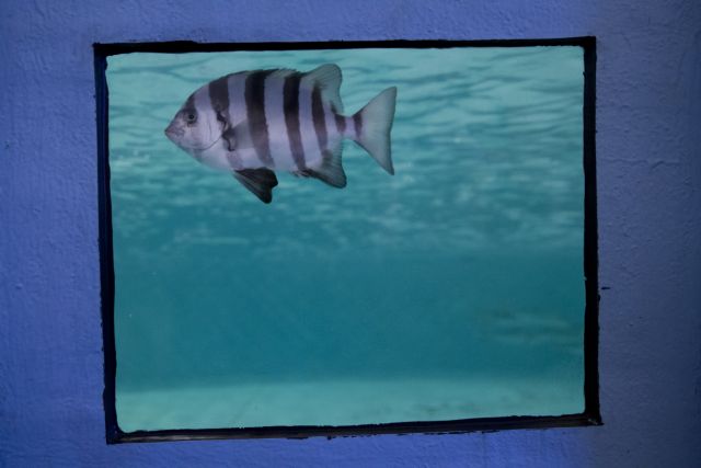 Ψάρια από το ιαπωνικό τσουνάμι καταφθάνουν στην Αμερική