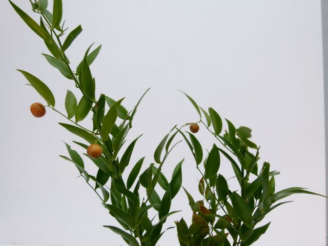 H συνταγή της αρχαίας Αιγύπτου για την αντιμετώπιση του hangover