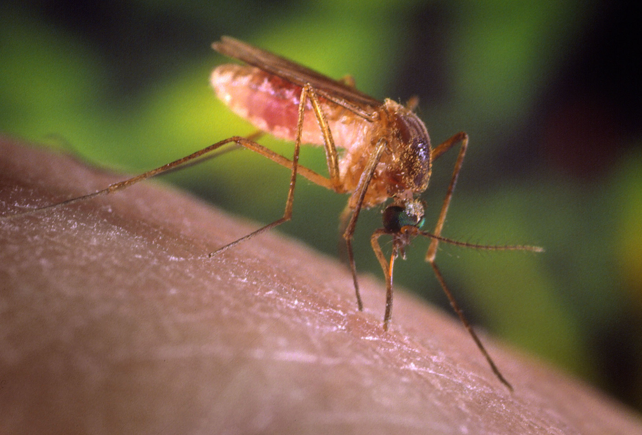 Κληρονομική η επιρρέπεια στα τσιμπήματα των κουνουπιών
