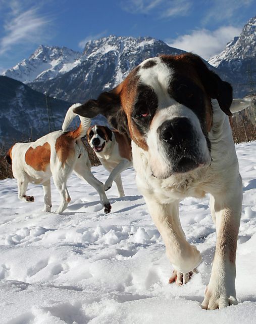 Τέρμα οι πόζες με τα σκυλιά Αγίου Βερνάρδου στο ελβετικό Ζερμάτ