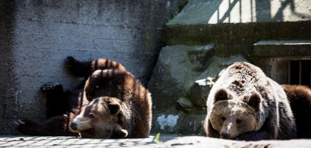 Λύκοι και αρκούδες απομακρύνονται από τον Ζωολογικό Κήπο Θεσσαλονίκης