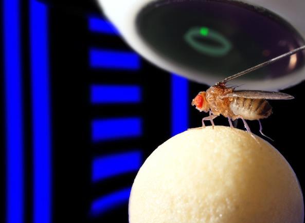 Βιολογικό GPS κρυβόταν στον εγκέφαλο της μύγας