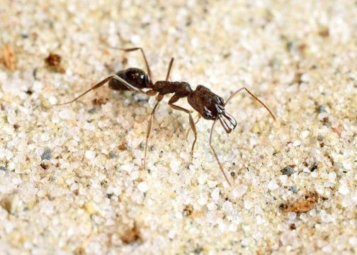 Βίντεο: Μυρμήγκια εκτοξεύονται με ελατήρια στις μασέλες
