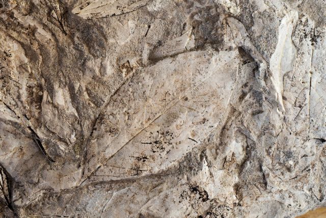 Νέο τμήμα του απολιθωμένου δάσους ανακαλύφθηκε στη Λέσβο