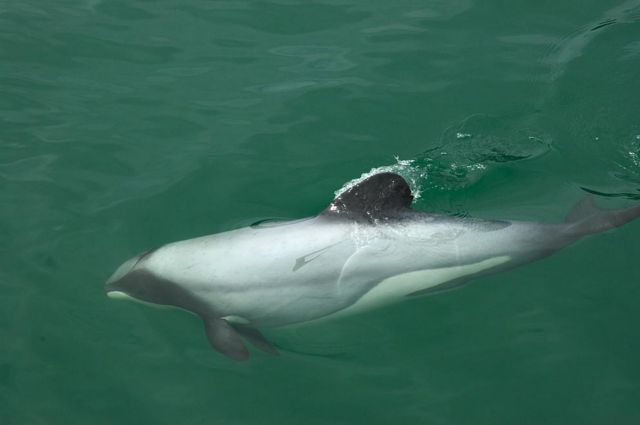 «Θέμα χρόνου» η εξαφάνιση του σπανιότερου δελφινιού του κόσμου