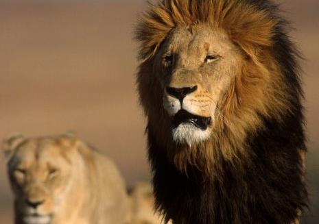 Λιοντάρι κατασπάραξε τουρίστρια στη Νότιο Αφρική