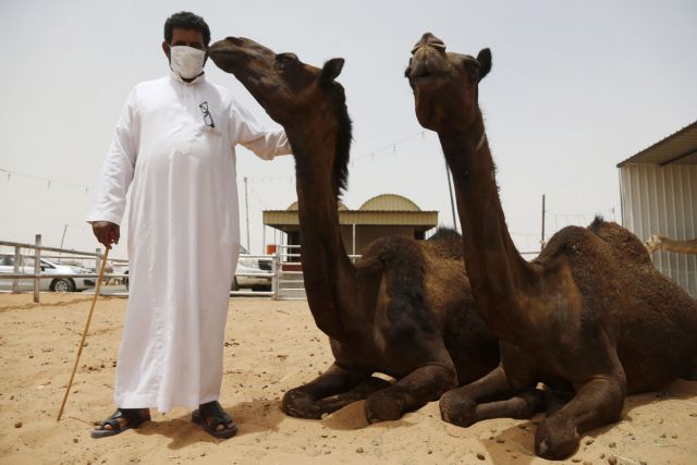 «Νεαρές καμήλες» η πηγή του ιού MERS