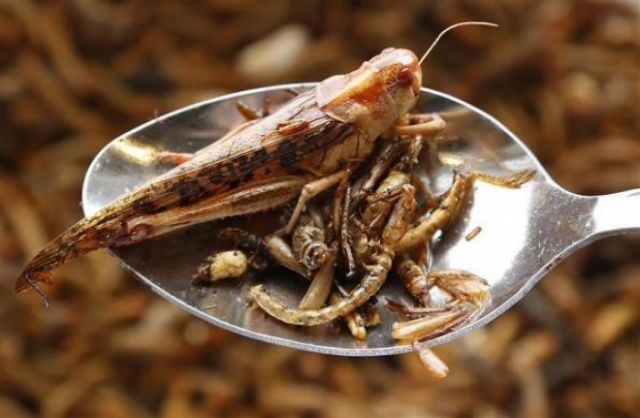 Επτά λόγοι για να τρώτε έντομα