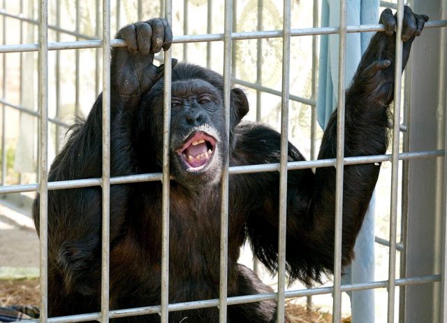 Απειλούμενο είδος θεωρούνται πλέον οι αιχμάλωτοι χιμπατζήδες στις ΗΠΑ