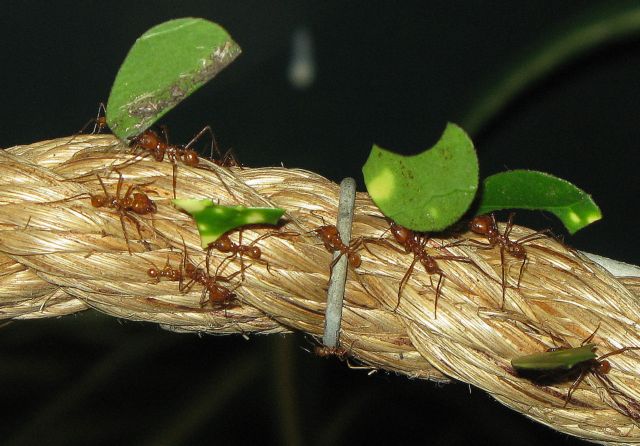 Πού πηγαίνουν με τόσα φύλλα τα μυρμήγκια φυλλοκόπτες;