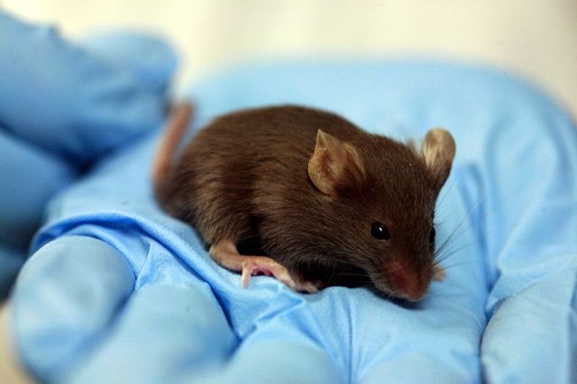 Ενεργοποίηση χαρούμενων αναμνήσεων θεραπεύει καταθλιπτικά ποντίκια