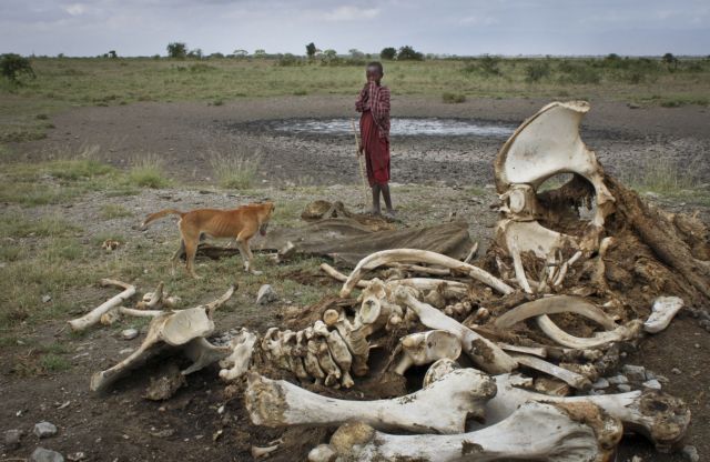 Τα δύο μεγάλα νεκροταφεία ελεφάντων της Αφρικής