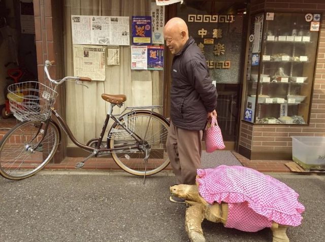 Οι νωχελικές βόλτες ενός Ιάπωνα μαζί με τη...χελώνα του