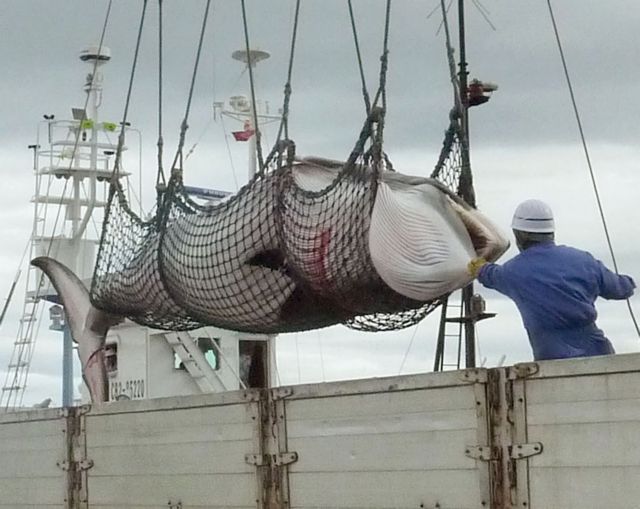 Παρά τις αντιδράσεις, η Ιαπωνία επιστρέφει στη φαλαινοθηρία
