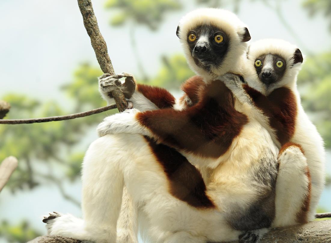 Ετοιμαστείτε να πείτε αντίο στους λεμούριους της Μαδαγασκάρης