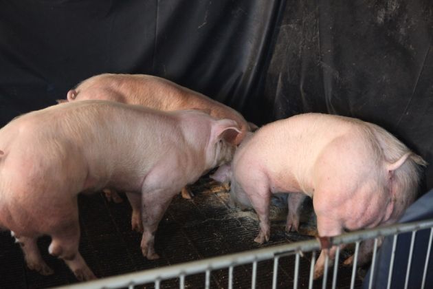 Γενετική παρέμβαση κάνει τα γουρούνια μποντιμπίλντερ